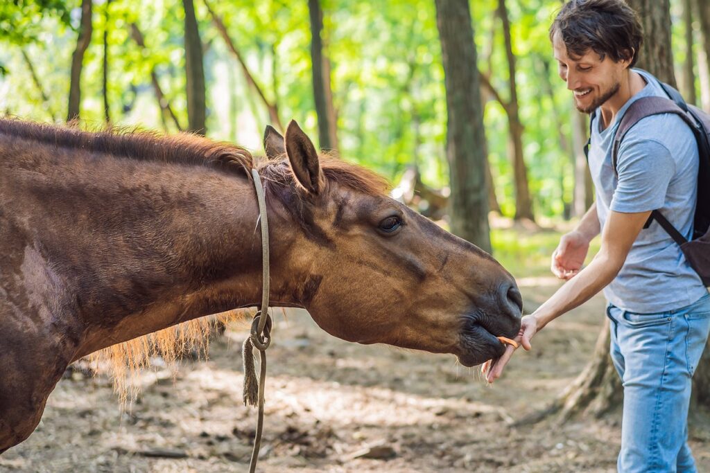 Equine Therapy For Addiction