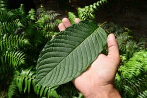 Hand holding a kratom plant leaf, Mitragyna speciosa