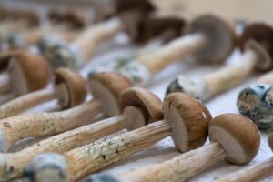 Rows of psychedelic magic mushrooms