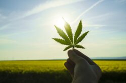Hand holding a cannabis leaf into the sun