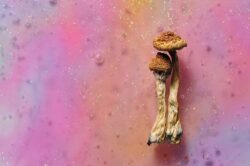 Dried shrooms on a pink background