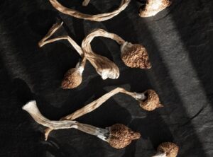 Dried psychedelic mushrooms on a black surface