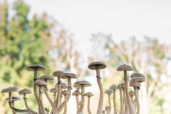 Magic mushrooms growing with trees in the background